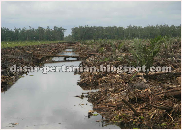 Lahan gambut ialah lahan yang terbentuk dari akumulasi sisa Inilah Dampak Buruk Penggunaan Lahan Gambut Untuk Budidaya Kelapa Sawit